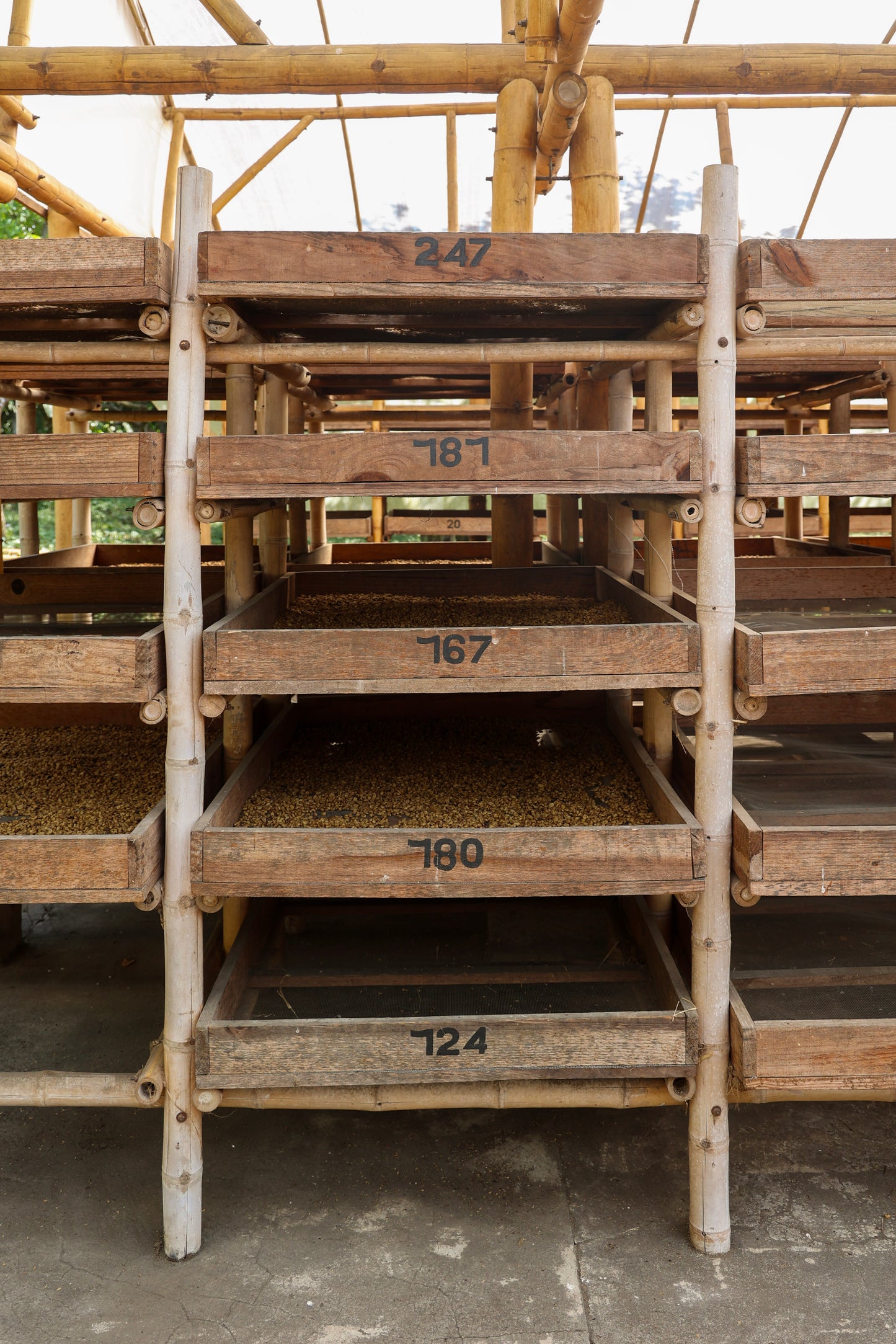 Catuai Honey | Guatemala