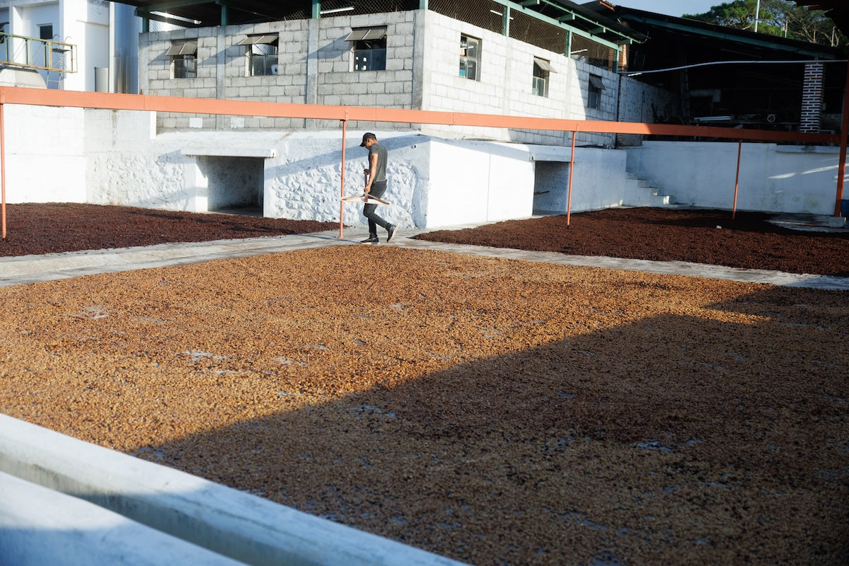 Catuai Honey | Guatemala