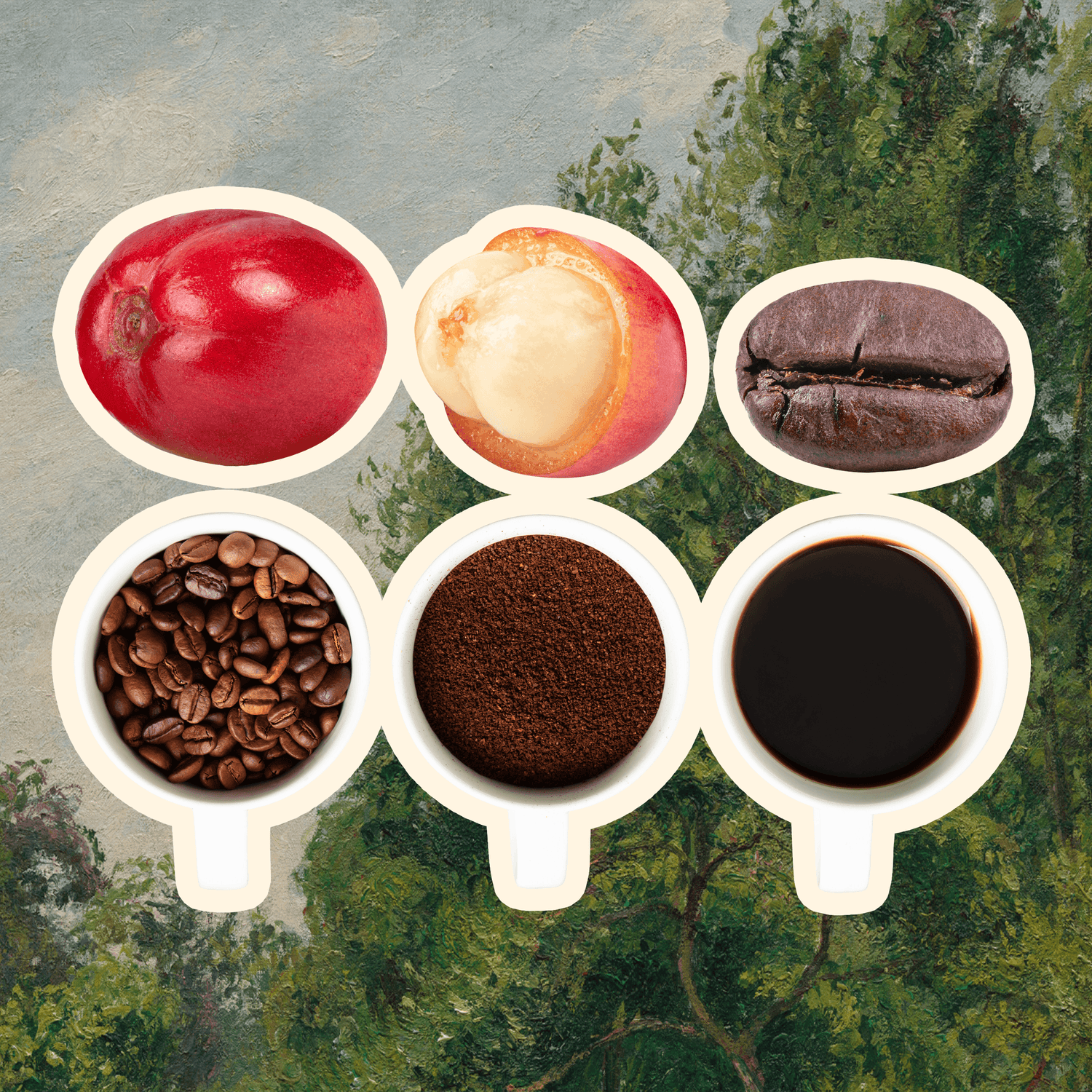 Collections – Deeper Roots Coffee