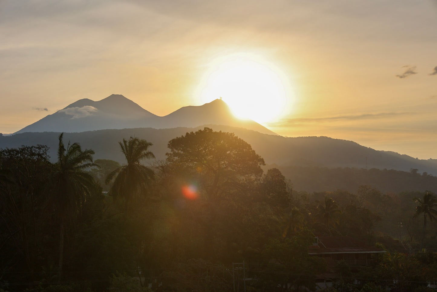 Finca San Jeronimo Gesha | Guatemala