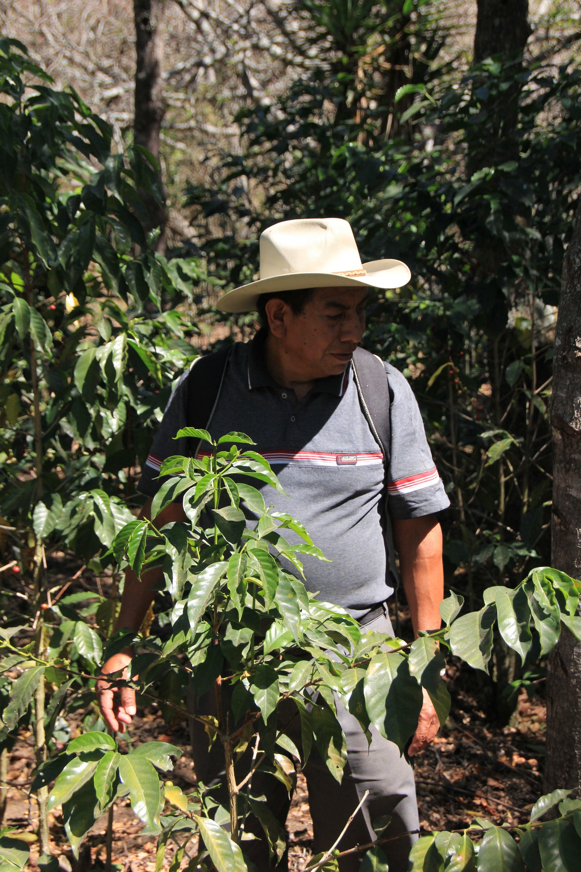 Ija'tz | Guatemala - Deeper Roots Coffee