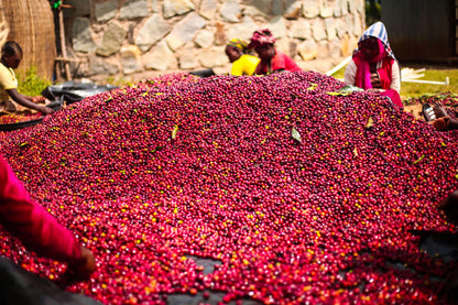 Shantawene | Ethiopia - Deeper Roots Coffee