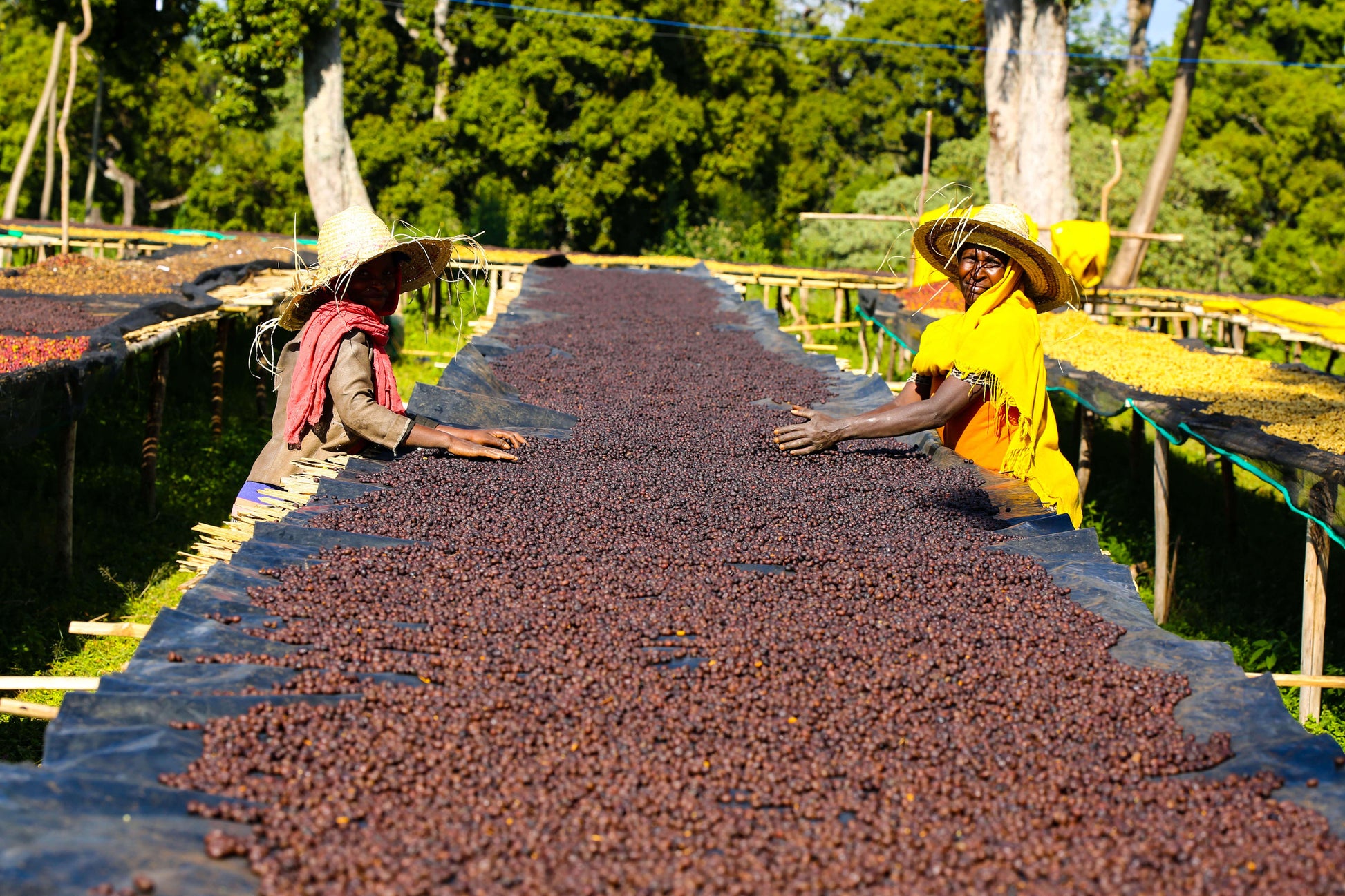 Shantawene | Ethiopia - Deeper Roots Coffee