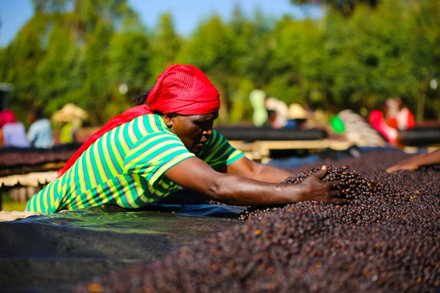 Shantawene | Ethiopia - Deeper Roots Coffee