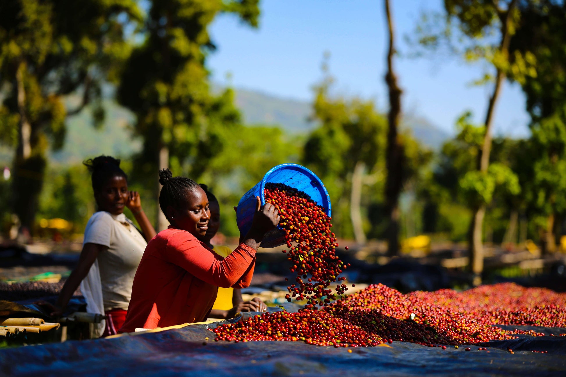 Shantawene | Ethiopia - Deeper Roots Coffee