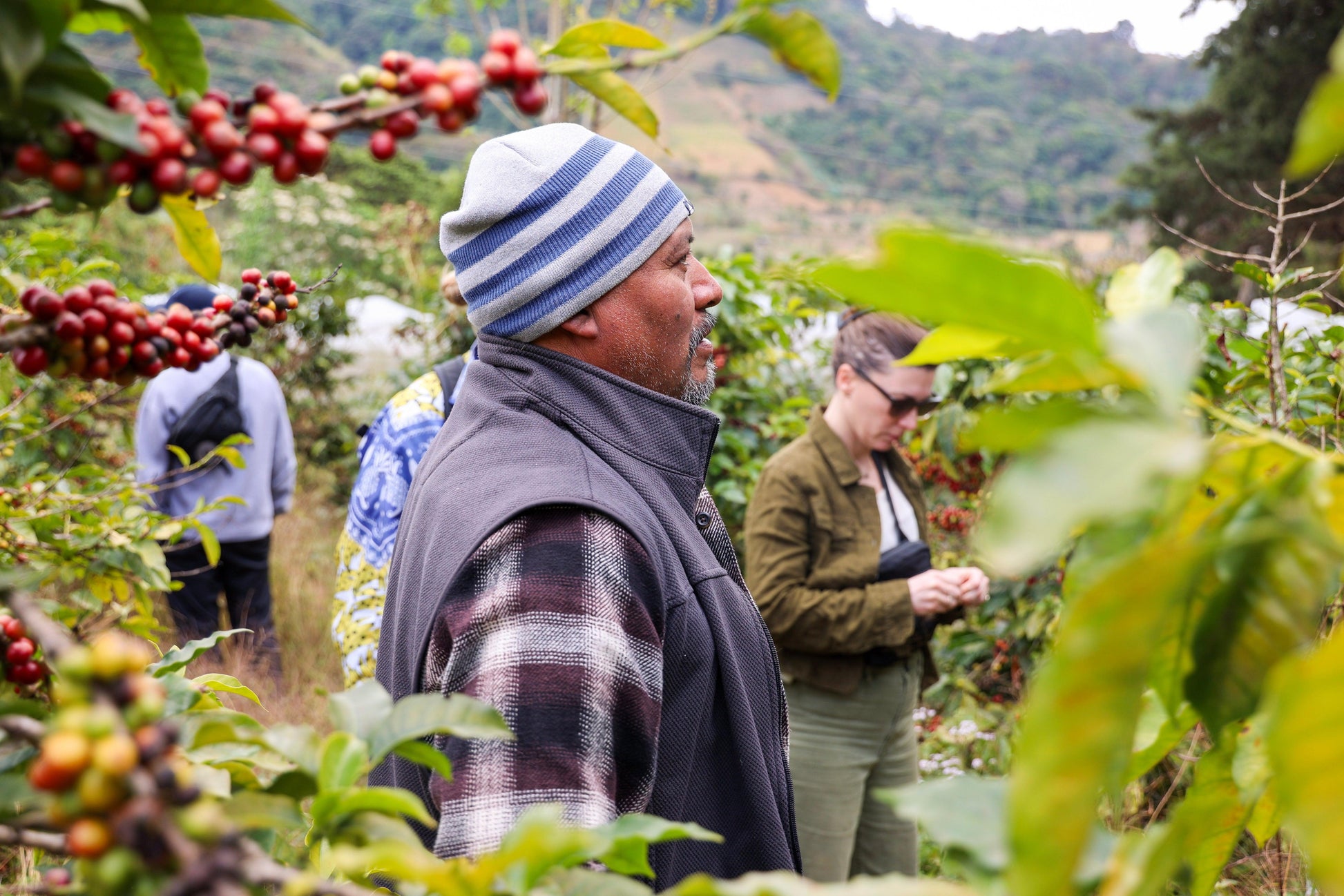 La Armonia Hermosa | Guatemala - Deeper Roots Coffee