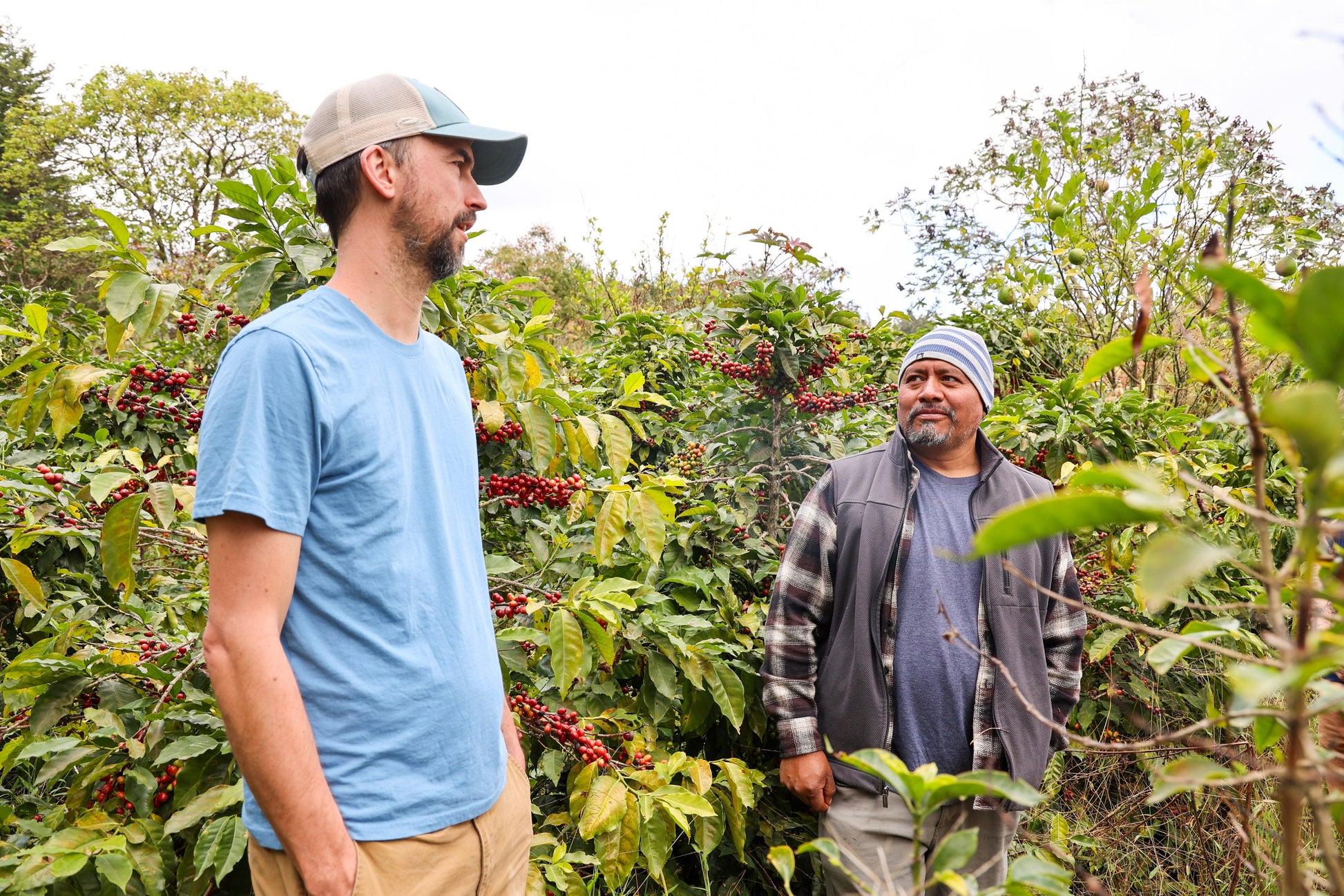 La Armonia Hermosa | Guatemala - Deeper Roots Coffee