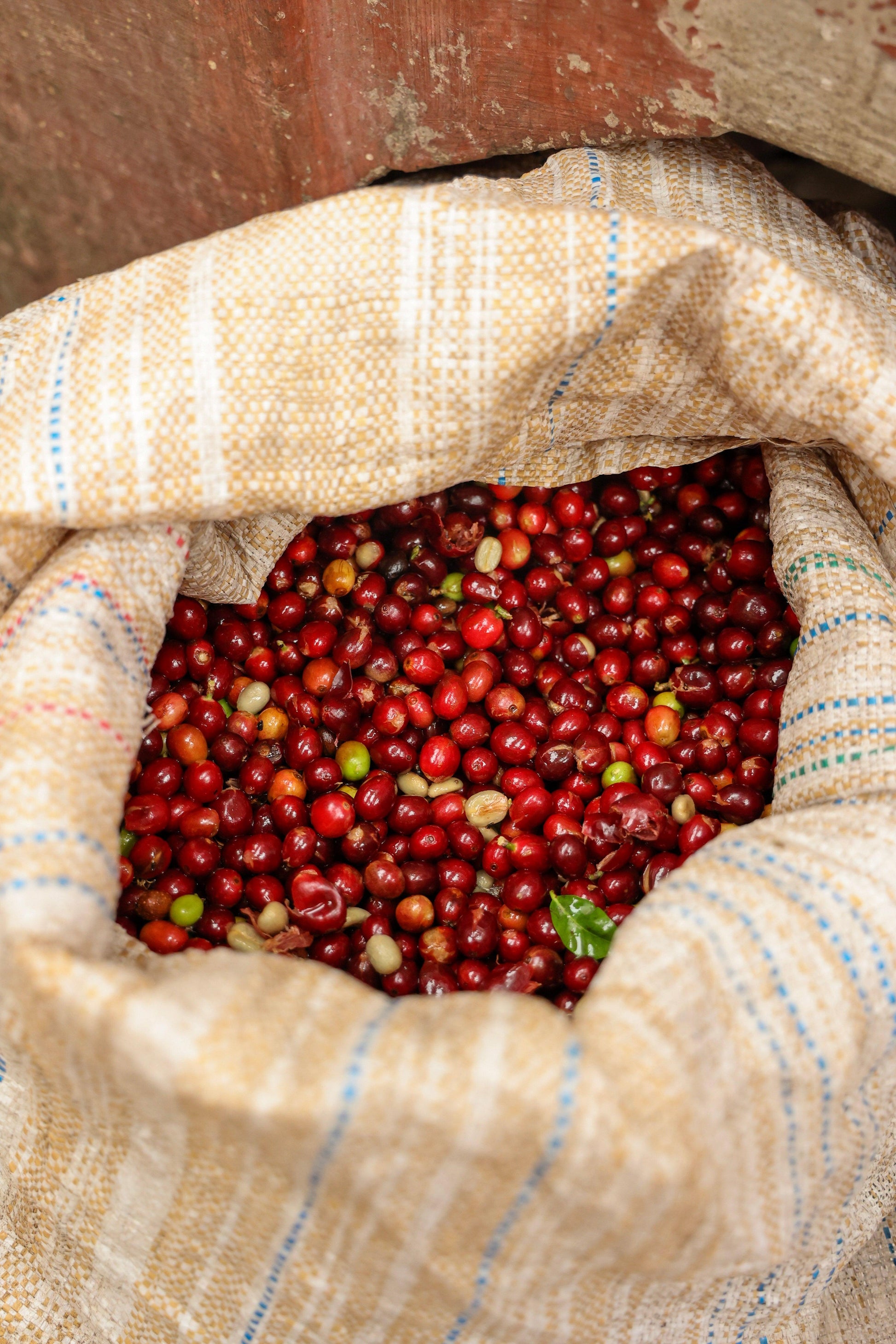 La Armonia Hermosa | Guatemala - Deeper Roots Coffee