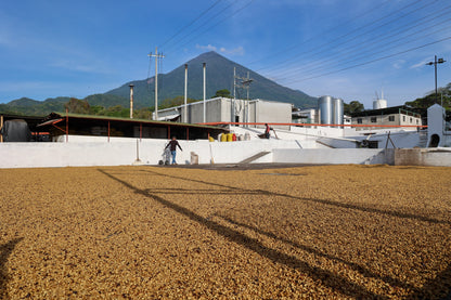Finca San Jeronimo Gesha | Guatemala