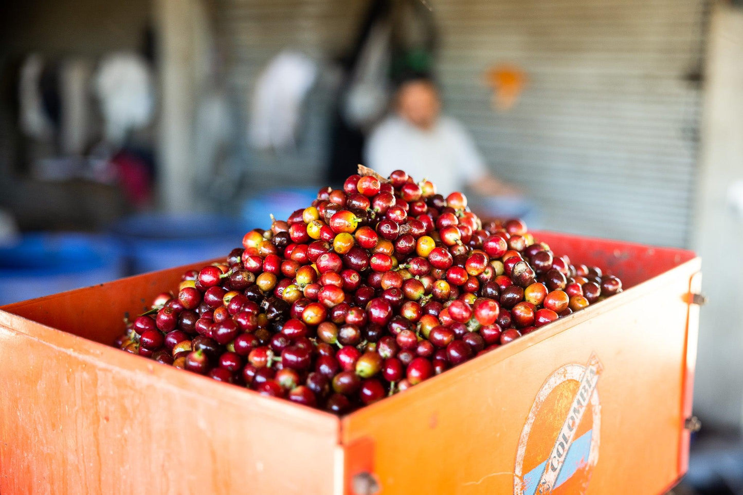 La Armonia Hermosa | Guatemala - Deeper Roots Coffee