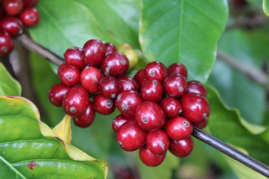 Decaf Chiapas Turquesa | Mexico - Deeper Roots Coffee