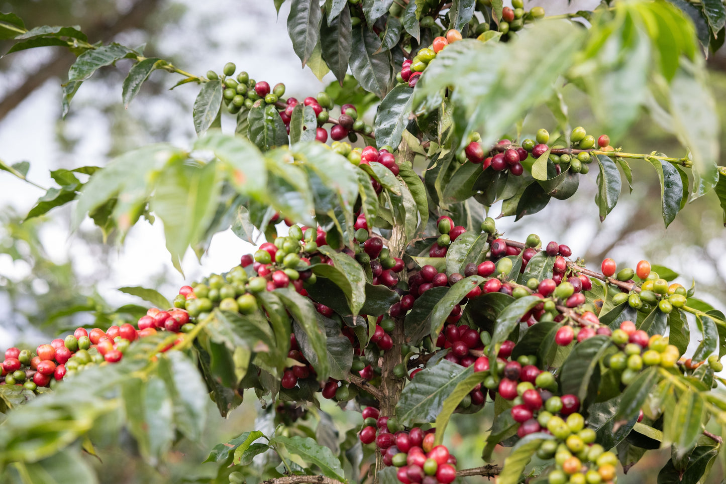 Muinami Estate Natural | Kenya