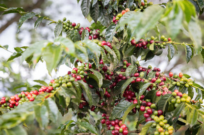 Muinami Estate Natural | Kenya