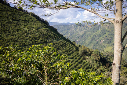 El Jardín | Colombia