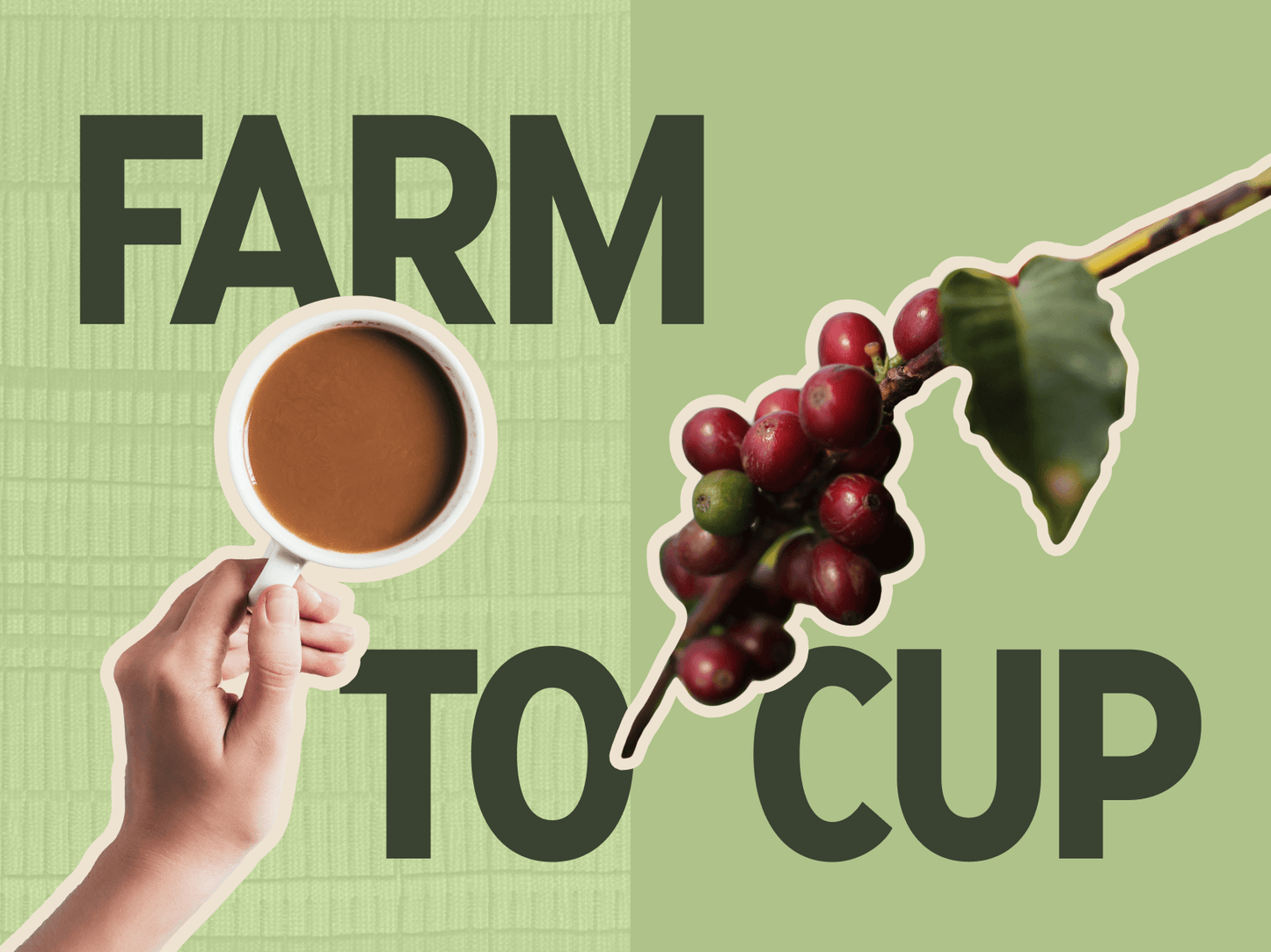 Farm to Cup - Deeper Roots Coffee